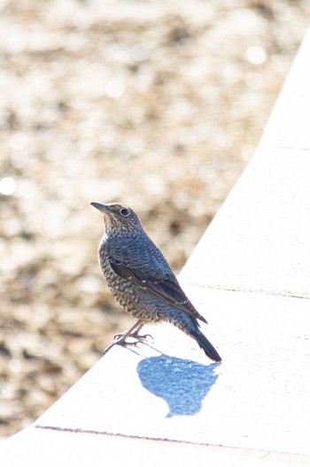 Blue Rock Thrush 山口県下松市はなぐり海岸 Mon, 3/13/2023