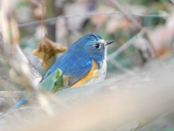 Red-flanked Bluetail Akigase Park Sun, 2/12/2023