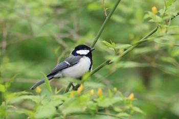 Japanese Tit Miharashi Park(Hakodate) Wed, 5/9/2018