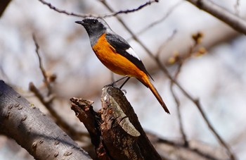 2023年3月14日(火) 大阪城公園の野鳥観察記録