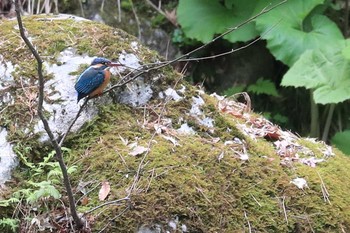 カワセミ 北海道 函館市 見晴公園 2018年5月9日(水)