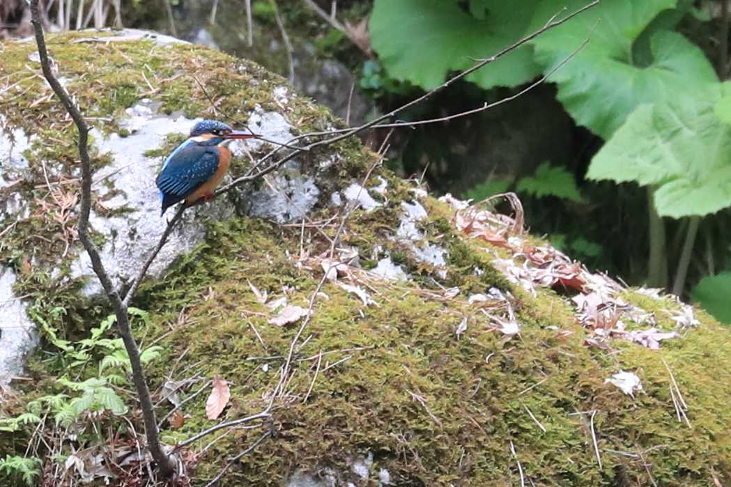 Common Kingfisher