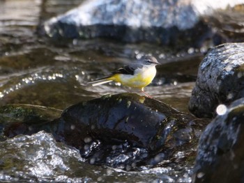 キセキレイ 一級河川荒川上流 2023年3月7日(火)