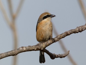 Bull-headed Shrike Akigase Park Sat, 3/11/2023