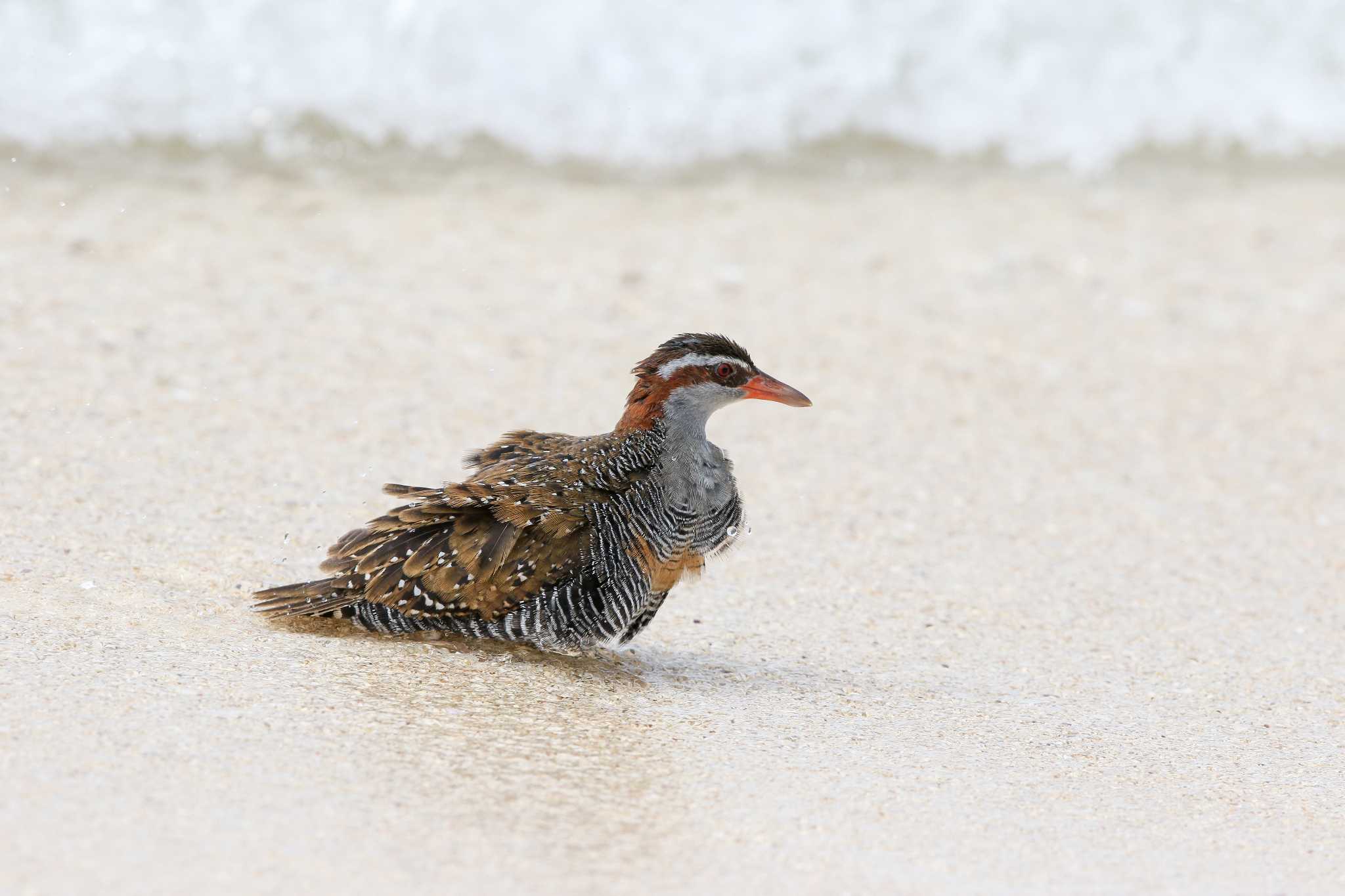 Buff-banded Rail