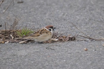 Eurasian Tree Sparrow 石狩東埠頭 Tue, 3/14/2023