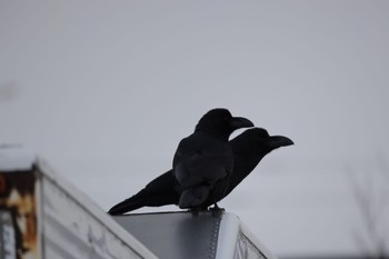 Large-billed Crow 石狩東埠頭 Tue, 3/14/2023