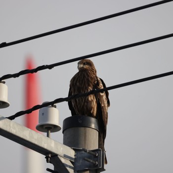 Black Kite 石狩東埠頭 Tue, 3/14/2023