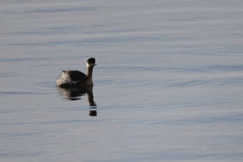 Black-necked Grebe 石狩東埠頭 Tue, 3/14/2023