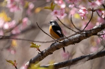 ジョウビタキ 京都府立植物園 2023年3月14日(火)