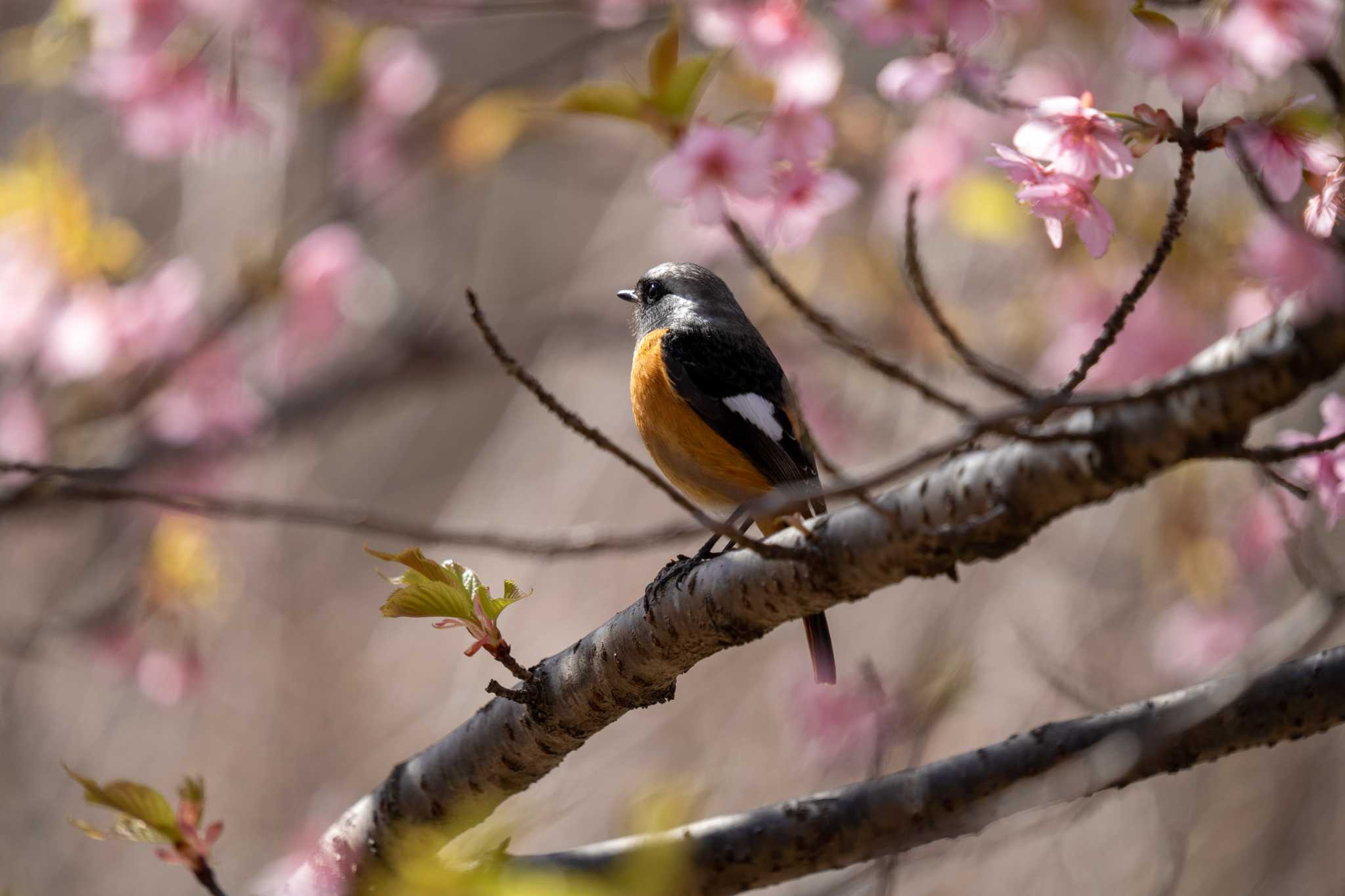 Photo of Daurian Redstart at 京都府立植物園 by chez 