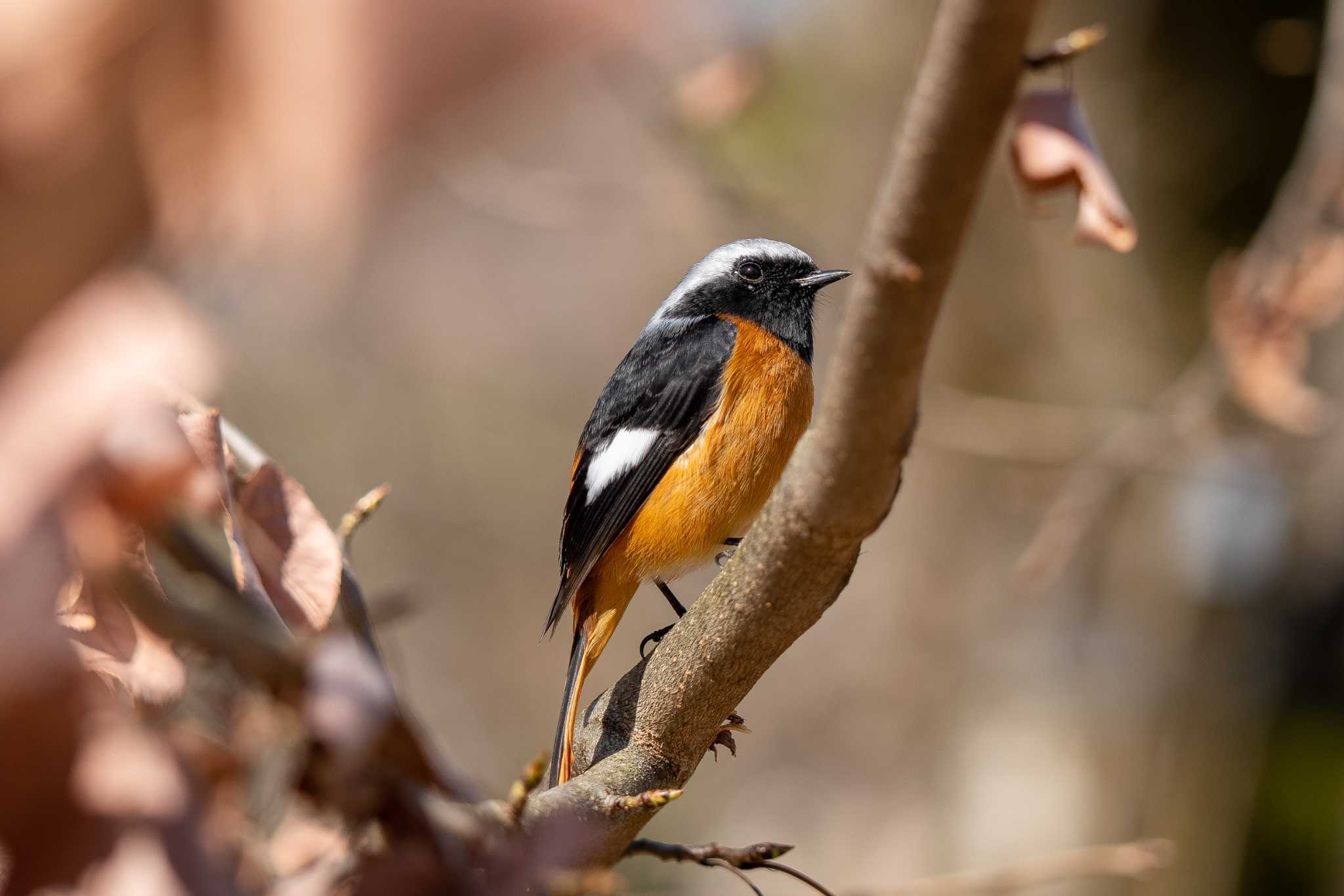 Daurian Redstart