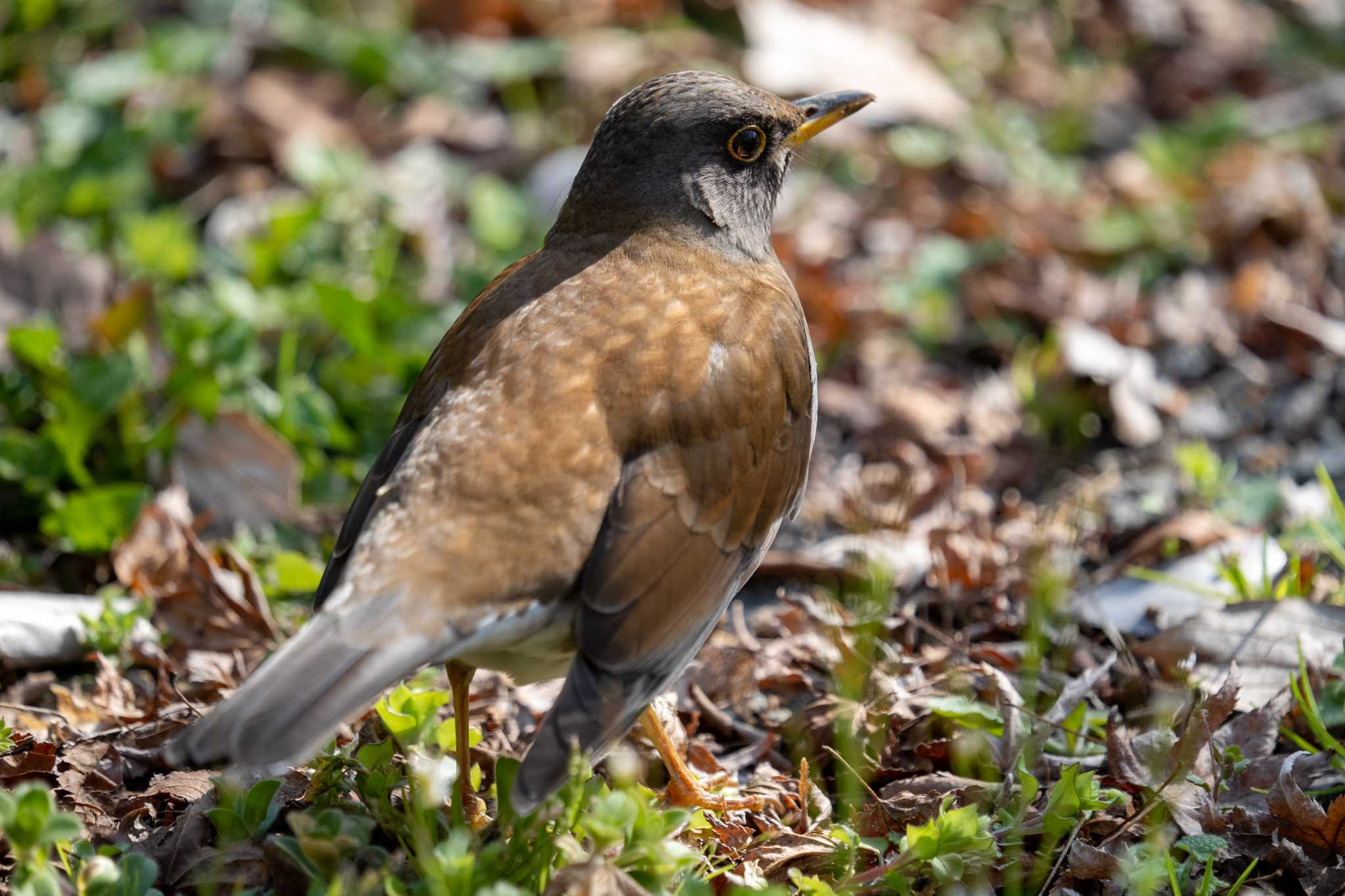 Photo of Pale Thrush at 京都府立植物園 by chez 