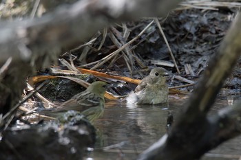 キビタキ 山梨県 2018年5月6日(日)