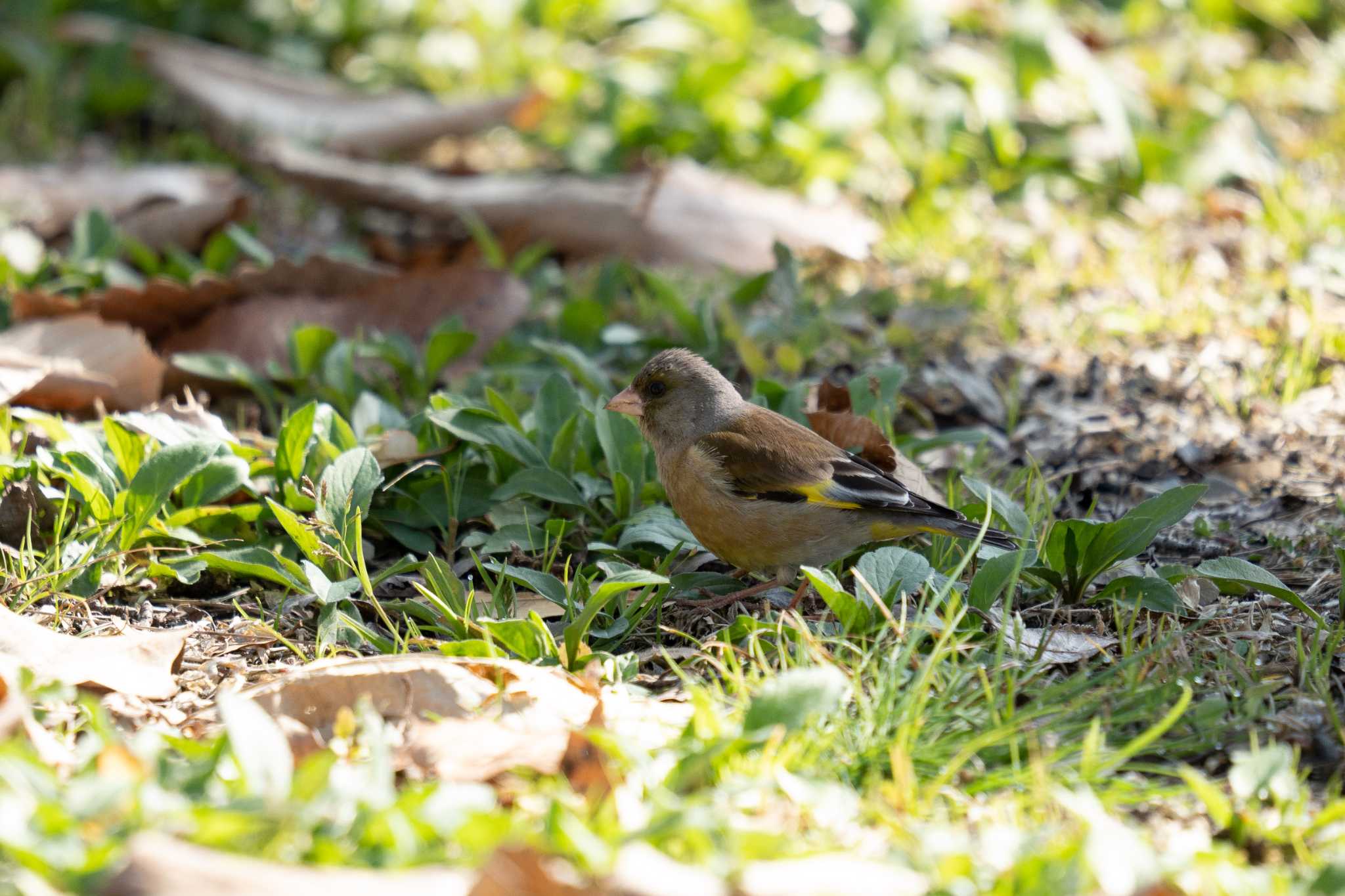 Grey-capped Greenfinch