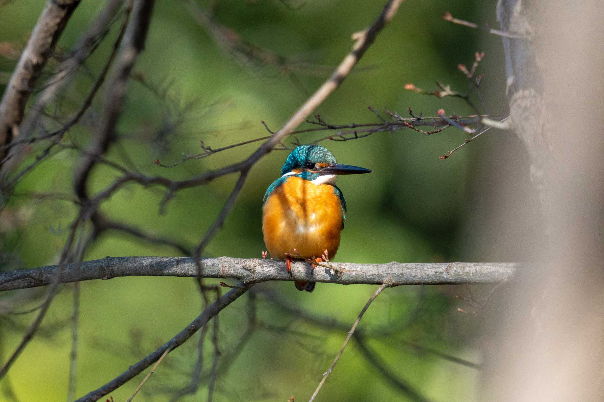 京都府立植物園 カワセミの写真 by chez 