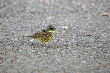 アオジ 京都府立植物園 2023年3月14日(火)