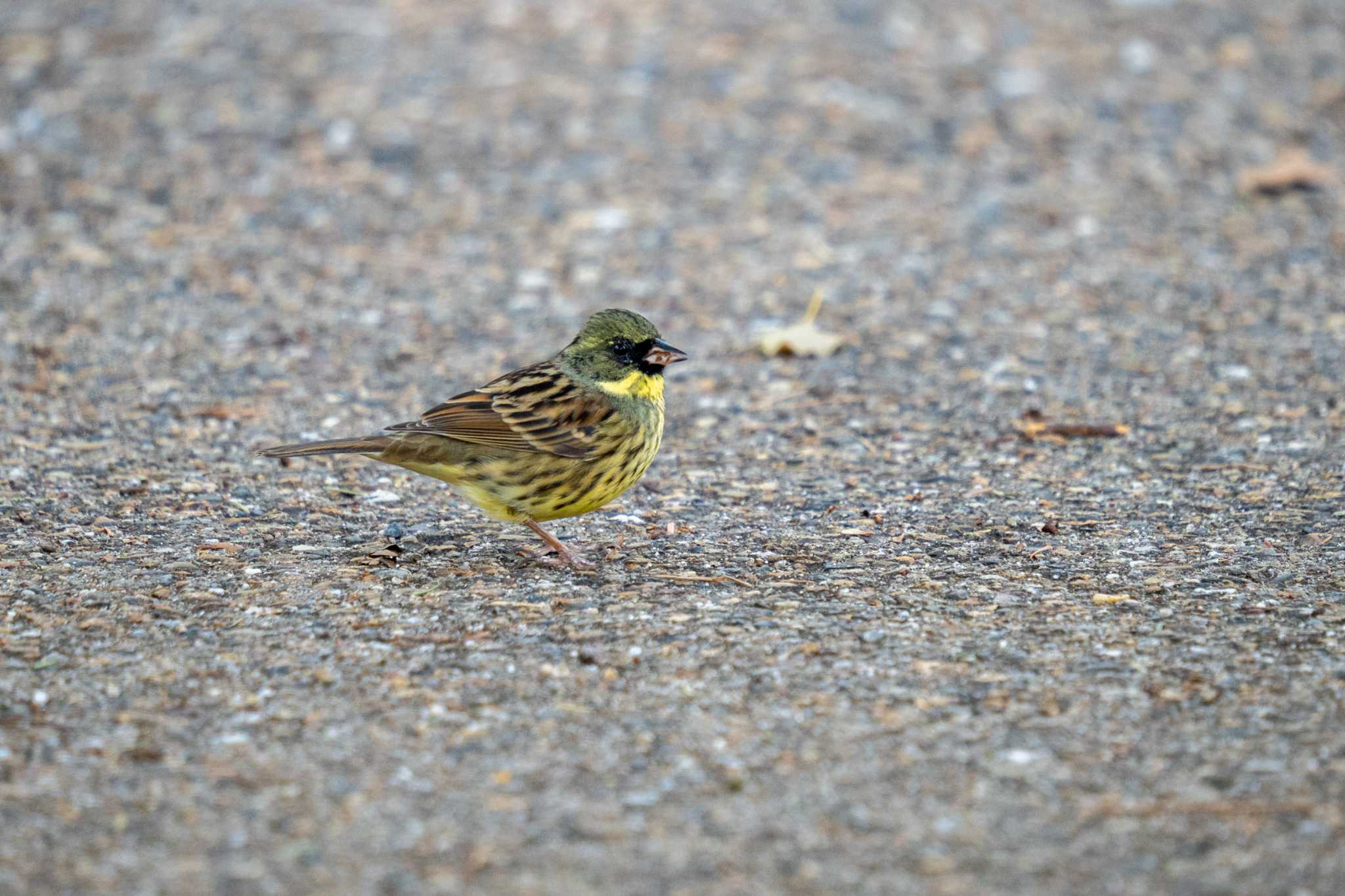 Photo of Masked Bunting at 京都府立植物園 by chez 