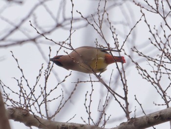 2023年3月14日(火) 横浜市立金沢自然公園の野鳥観察記録