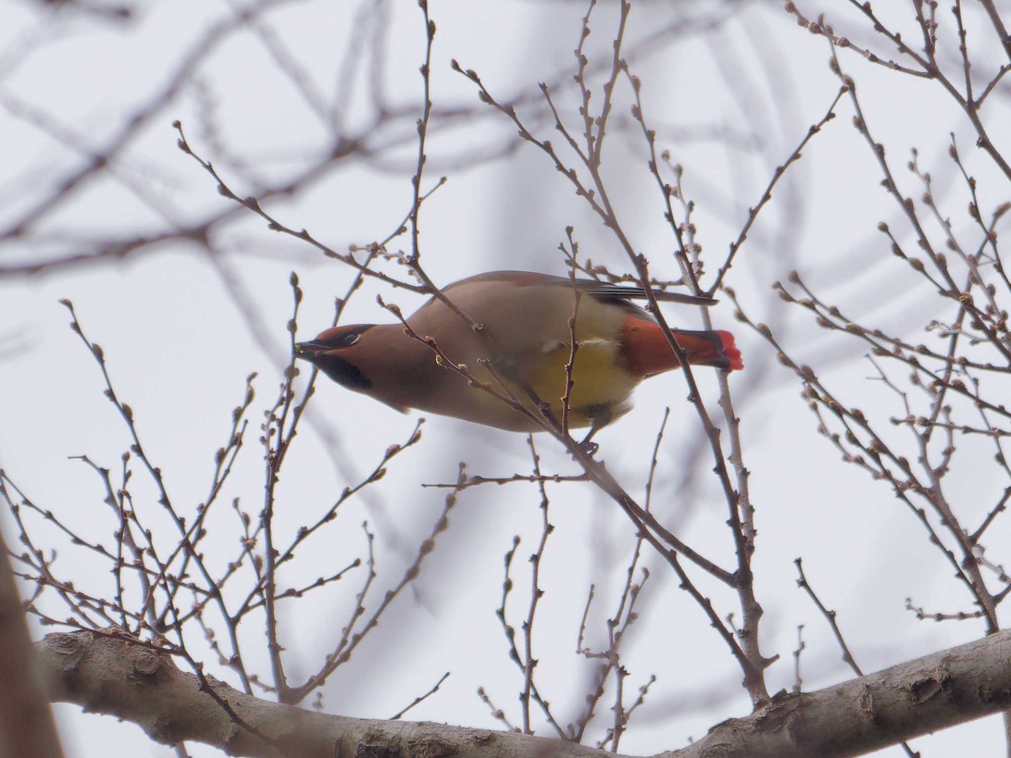 Japanese Waxwing