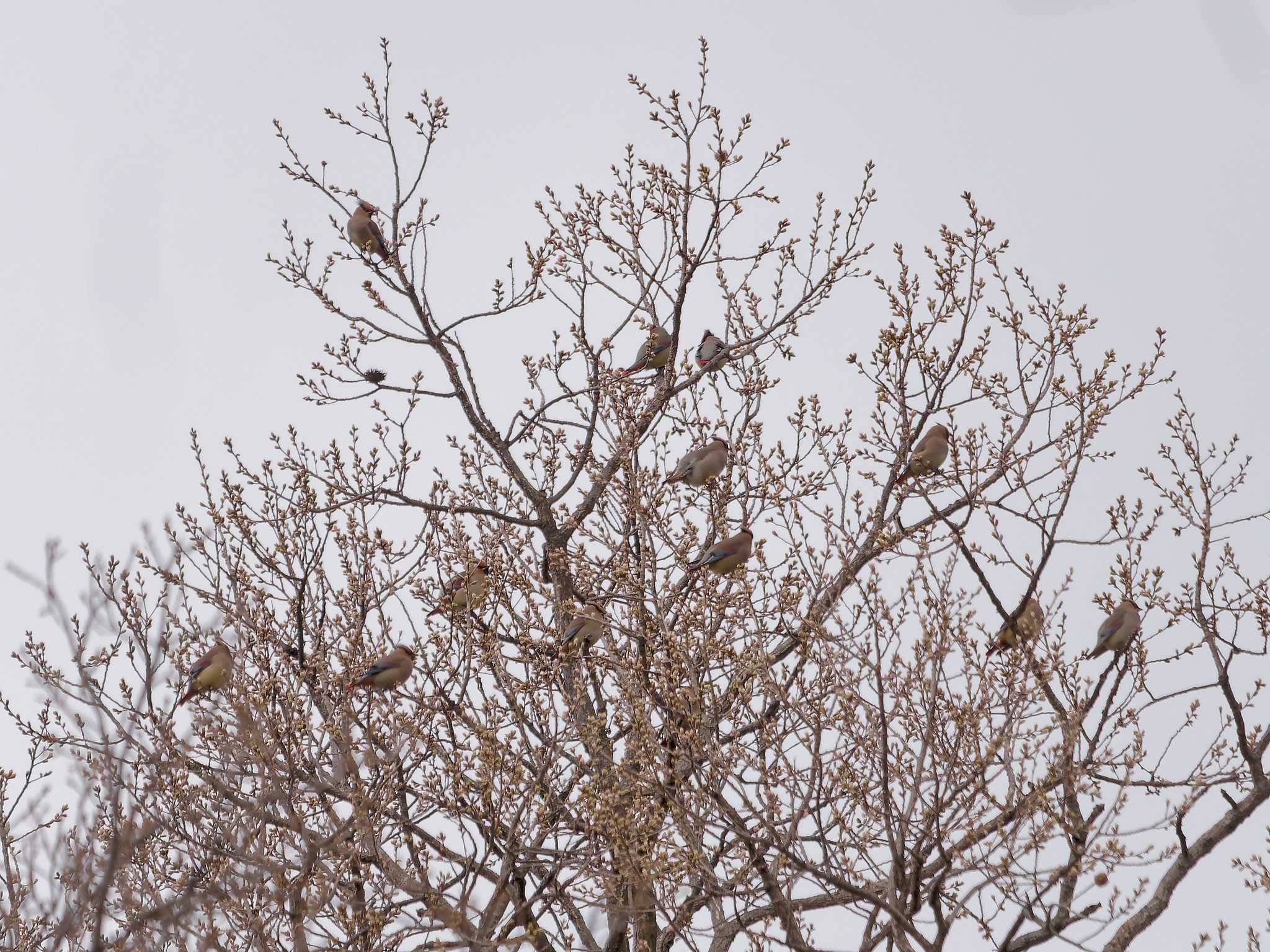 Japanese Waxwing