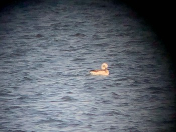 Long-tailed Duck 三番瀬 Sat, 2/4/2023