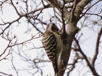 2023年3月14日(火) 東松山市の野鳥観察記録