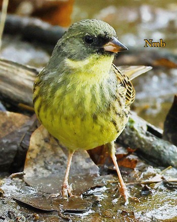 Masked Bunting Unknown Spots Unknown Date