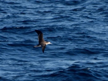 Streaked Shearwater 隠岐(島根県) Tue, 3/14/2023
