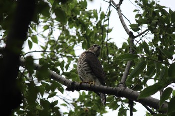 Eurasian Sparrowhawk 松芝公園 Thu, 2/16/2023