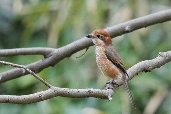 Bull-headed Shrike Maioka Park Sun, 3/12/2023