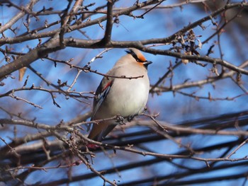 Japanese Waxwing Senjogahara Marshland Tue, 3/14/2023