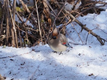 Japanese Waxwing Senjogahara Marshland Tue, 3/14/2023