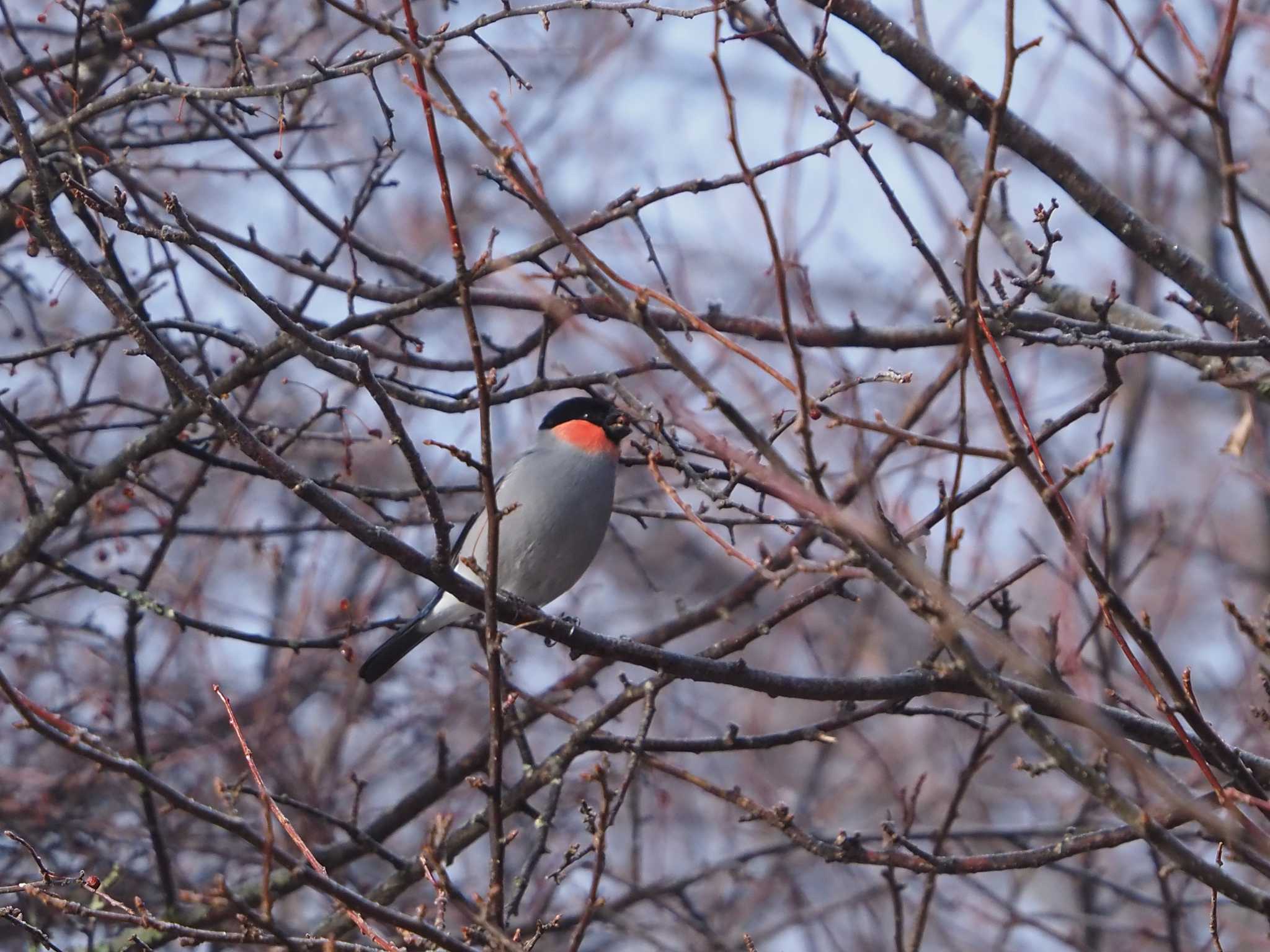 Eurasian Bullfinch