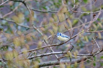 Eurasian Blue Tit Venusberg Tue, 3/14/2023