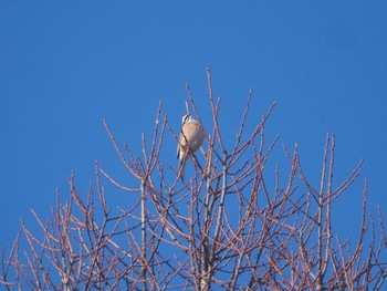 Meadow Bunting Senjogahara Marshland Tue, 3/14/2023