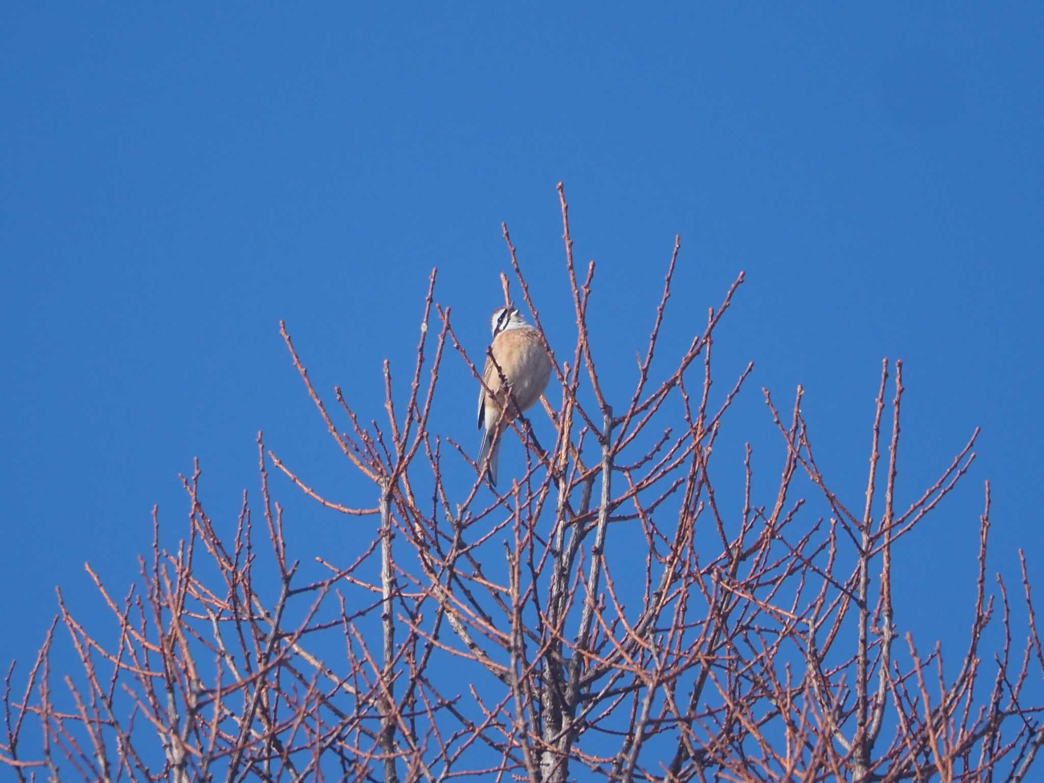 Meadow Bunting