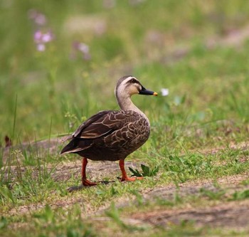 Eastern Spot-billed Duck 東京都品川区 Mon, 3/26/2018