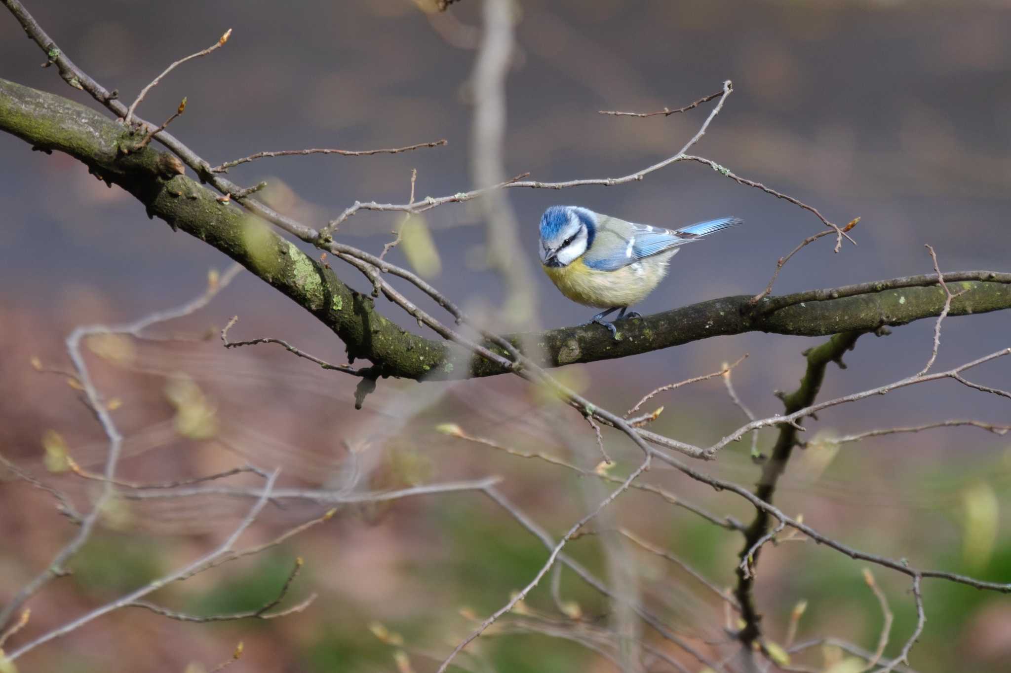 Photo of Eurasian Blue Tit at Venusberg by hidebonn