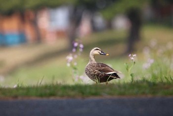 Eastern Spot-billed Duck 東京都品川区 Mon, 3/26/2018