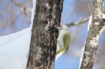 Grey-headed Woodpecker 北海道美瑛町 Fri, 2/24/2023