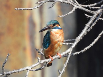 2023年3月11日(土) 服部緑地の野鳥観察記録