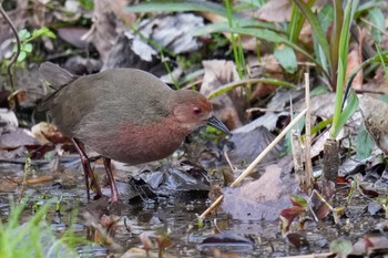 Ruddy-breasted Crake Maioka Park Sun, 3/12/2023