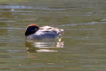 Green-winged Teal 名城公園 Sat, 3/11/2023