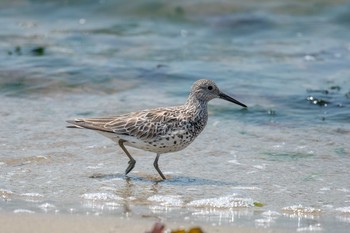 オバシギ 魚住海岸 2018年5月4日(金)