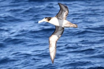 Short-tailed Albatross 八丈島航路 Sun, 2/26/2023