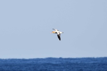 Short-tailed Albatross 八丈島航路 Sun, 2/26/2023