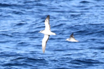 Streaked Shearwater 八丈島航路 Sun, 2/26/2023