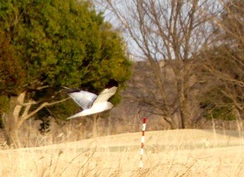 2023年3月11日(土) 渡良瀬遊水地の野鳥観察記録