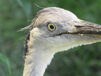 Grey Heron 天王寺公園(大阪市) Sat, 5/5/2018